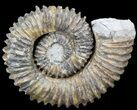Aegocrioceras Ammonite - Germany #43674-1